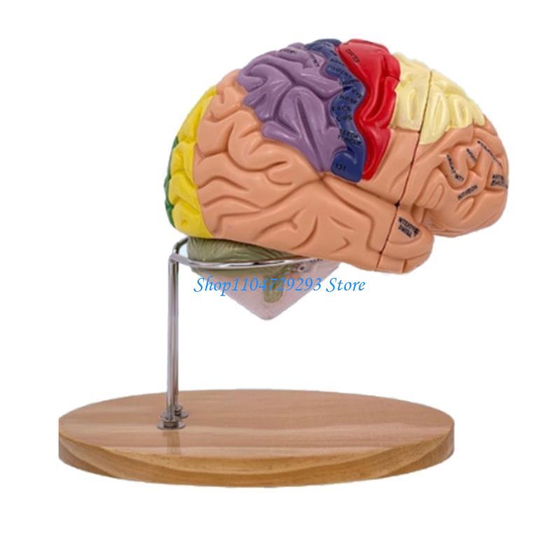Modelo anatomia do cérebro Y2G - Medical Lab And Science avaliação e preço