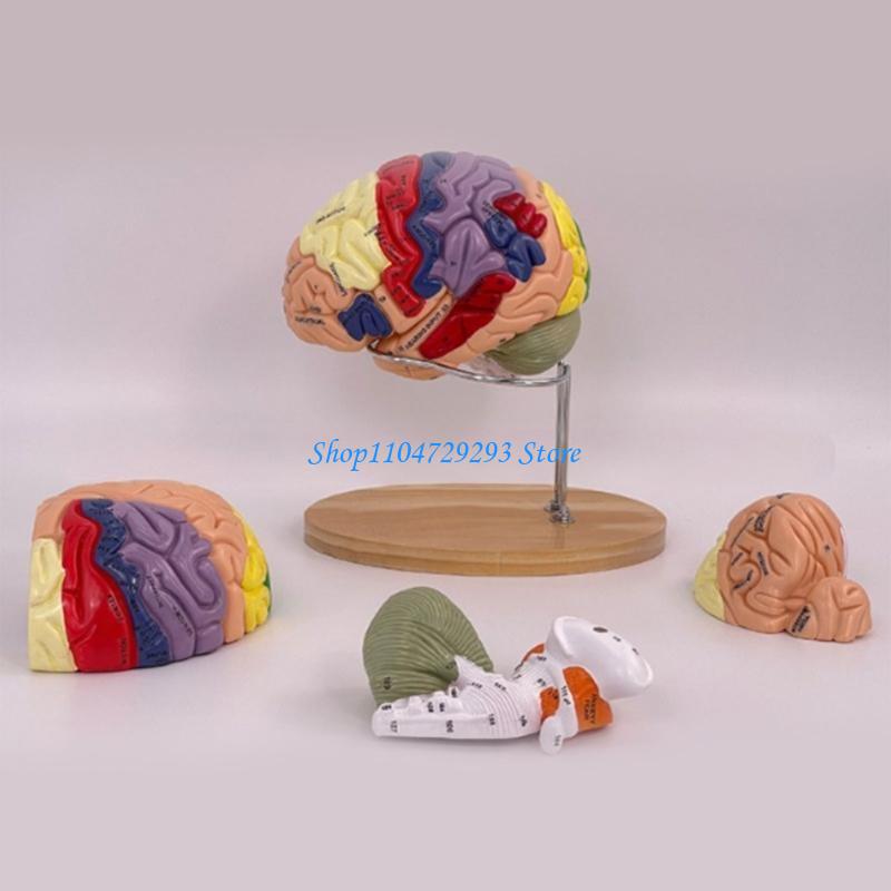 Modelo anatomia do cérebro Y2G - Medical Lab And Science avaliação e preço