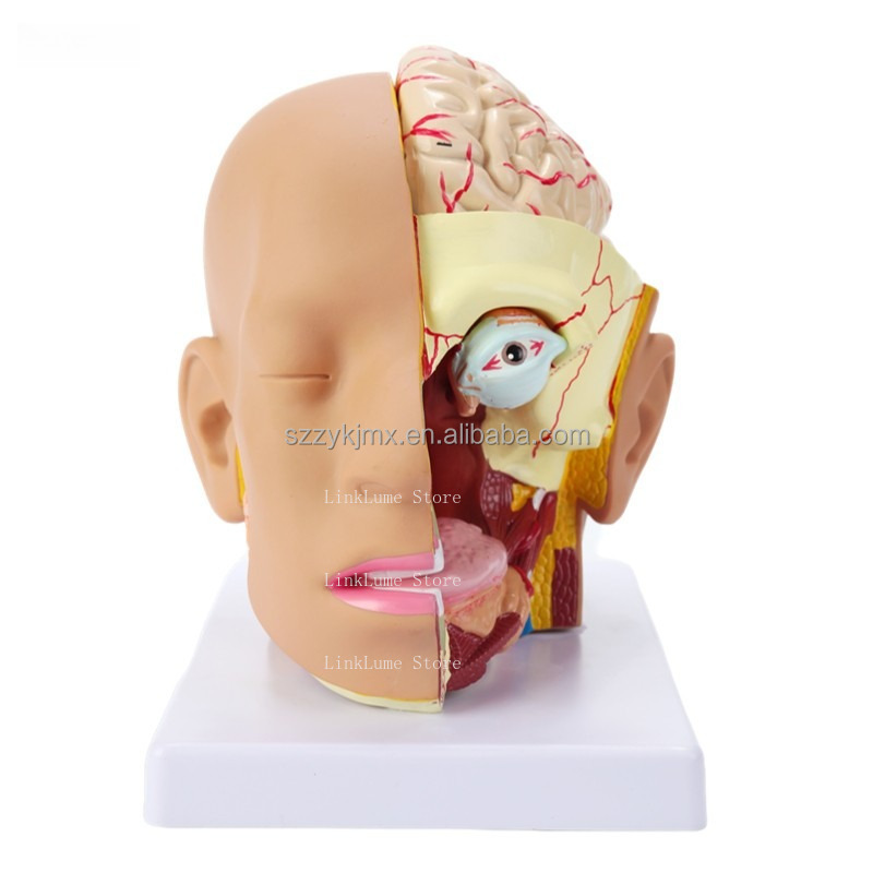 Modelo de Anatomia da Cabeça H - Medical Lab And Science avaliação e preço