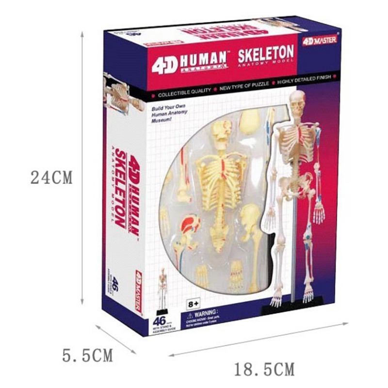 4d mestre esqueleto humano ana - Medical Lab And Science avaliação e preço